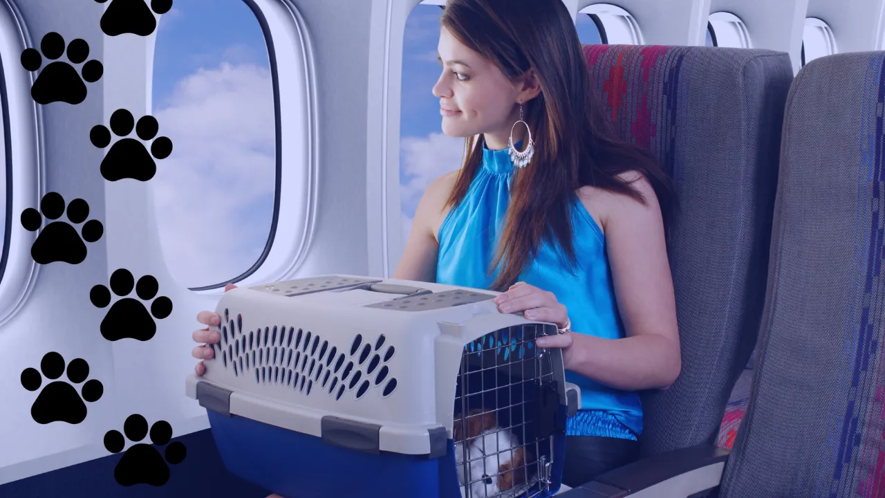 Stress-Free Air Travel with Pets